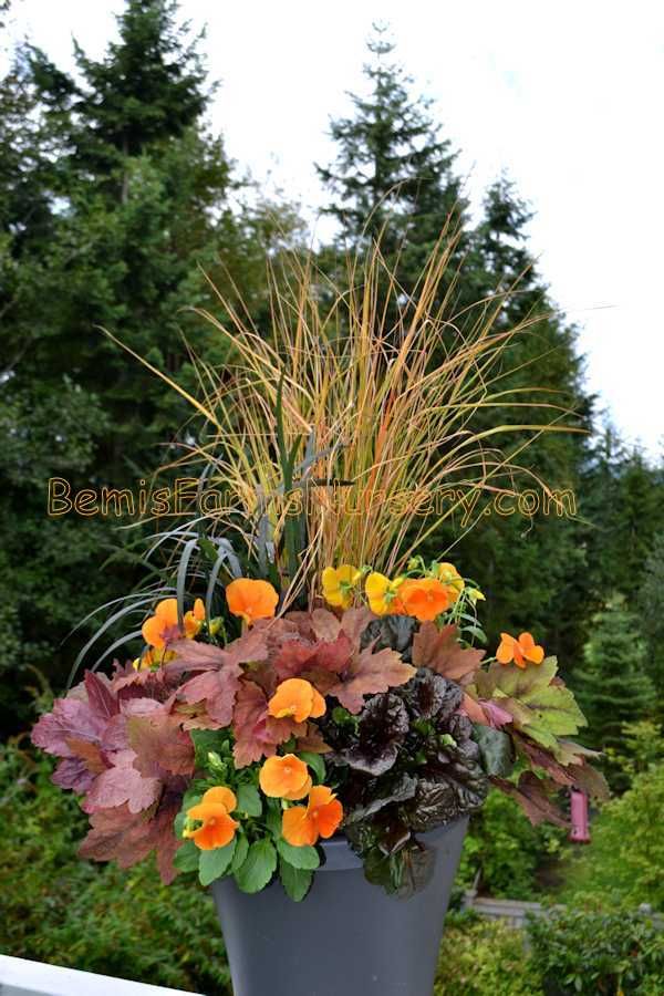 17 best fall pansy container ideas images on pinterest pansies fall containers and floral 17 best fall pansy container ideas images on pinterest pansies fall containers and floral