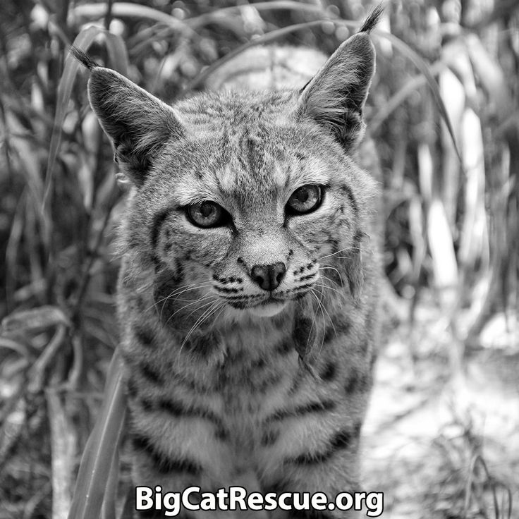 CatBio Big Cat Rescue Wild Cats Domestic Cat catbio-big-cat-rescue-wild-cats-domestic-cat