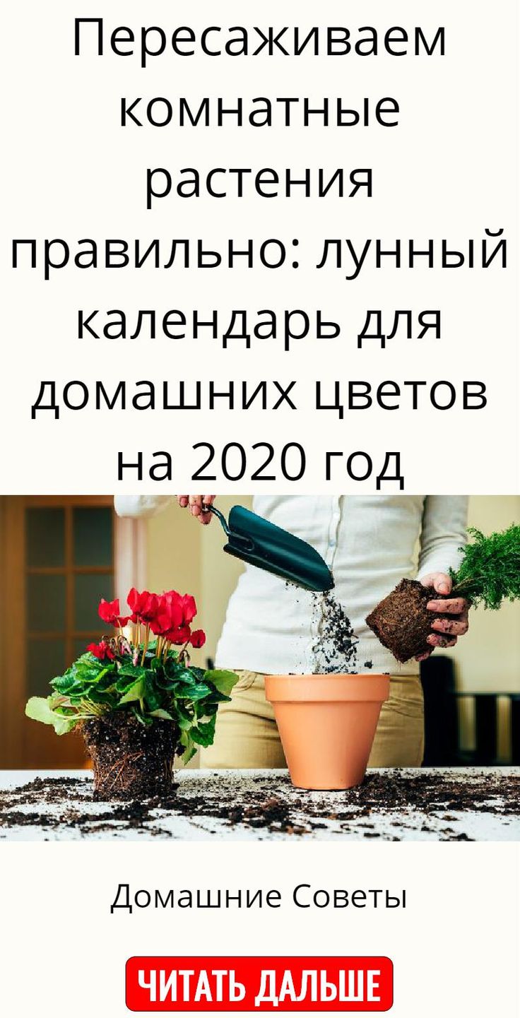 Благоприятные дни для пересадки комнатных растений по лунному календарю в 2019 г