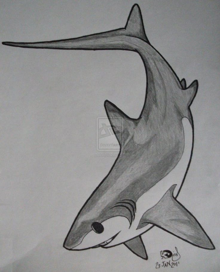 29 best shark tattoo drawings images on pinterest sharks 29 best shark tattoo drawings images on pinterest sharks