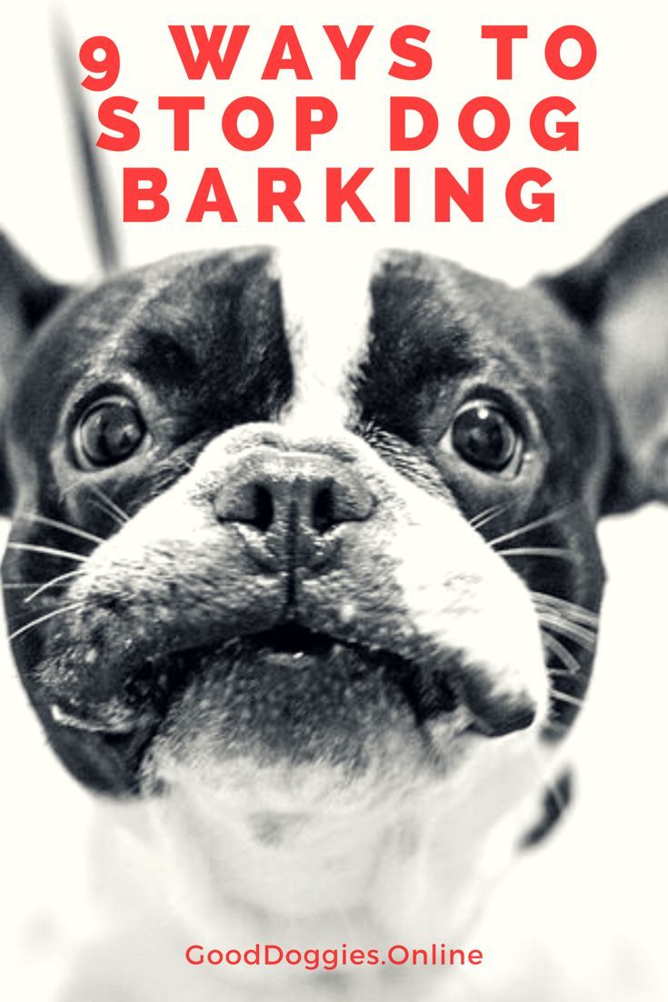 Best Way To Stop A Dog Barking At Night Best Way To Stop A Dog Barking At Night