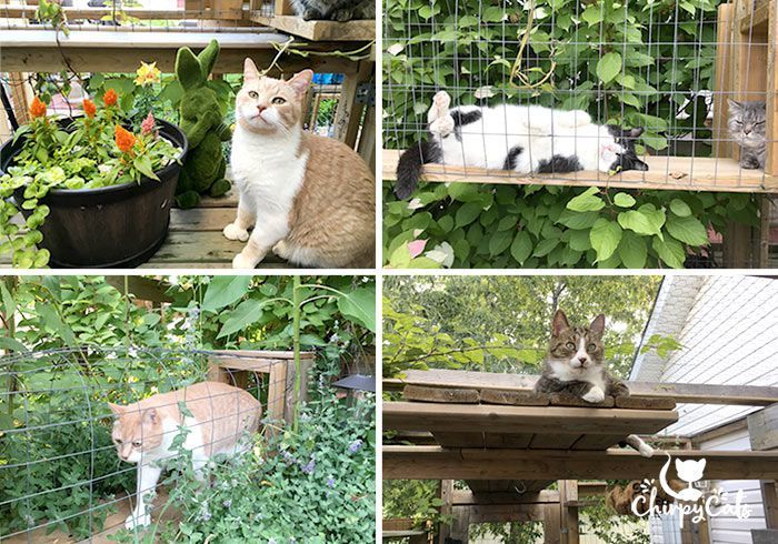 How To Build A Catio Your Cat Will Love Catio Outdoor Cat Enclosure Cat Playground Outdoor