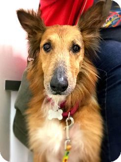 Best Place To Adopt A Dog Near Me Best Place To Adopt A Dog Near Me