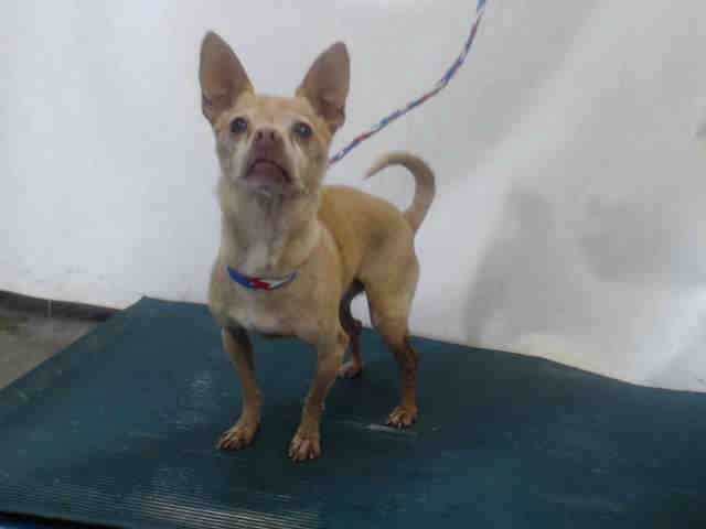 Chihuahua Dog For Adoption In Camarillo Ca Adn 733225 On