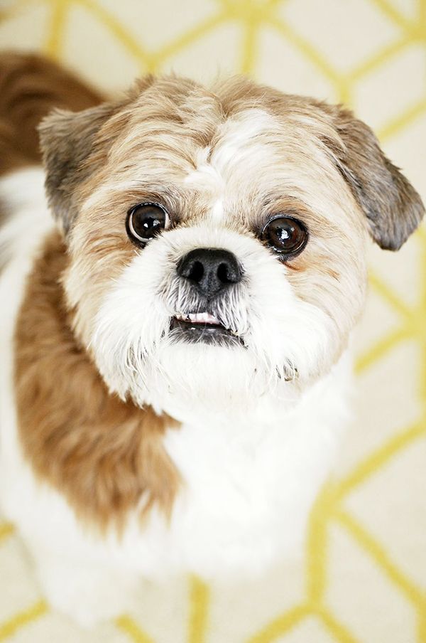 milk for shih tzu puppy 156 best shih tzu images on shih tzus animals and shih tzu puppy milk for shih tzu puppy 156 best shih tzu images on shih tzus animals and shih tzu puppy