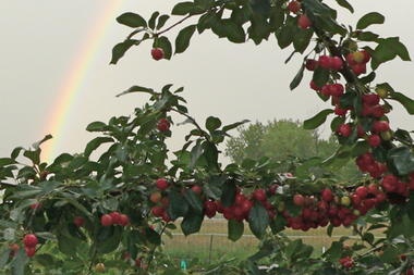 cherry tree range 10 best fruit trees for the front range images on fruit trees front range and cherry tree range 10 best fruit trees for the front range images on fruit trees front range and