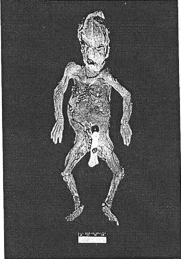 analysis of 1954 by sharon olds 1954 by sharon olds email share then dirt scared me, because of the dirt he had put on her face and her training bra scared me—the newspapers, morning and evening,. analysis of 1954 by sharon olds 1954 by sharon olds email share then dirt scared me, because of the dirt he had put on her face and her training bra scared me—the newspapers, morning and evening,.