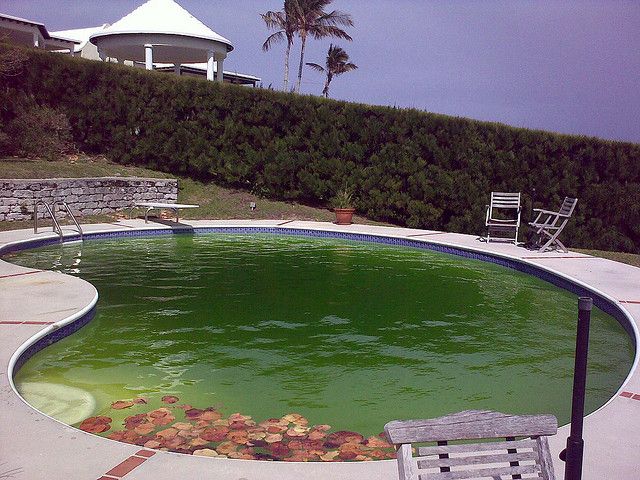 How To Get Rid Of Brown Algae In Pool
