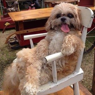 shih tzu festival 145 best shih poos images on dogs shih tzus and doggies shih tzu festival 145 best shih poos images on dogs shih tzus and doggies