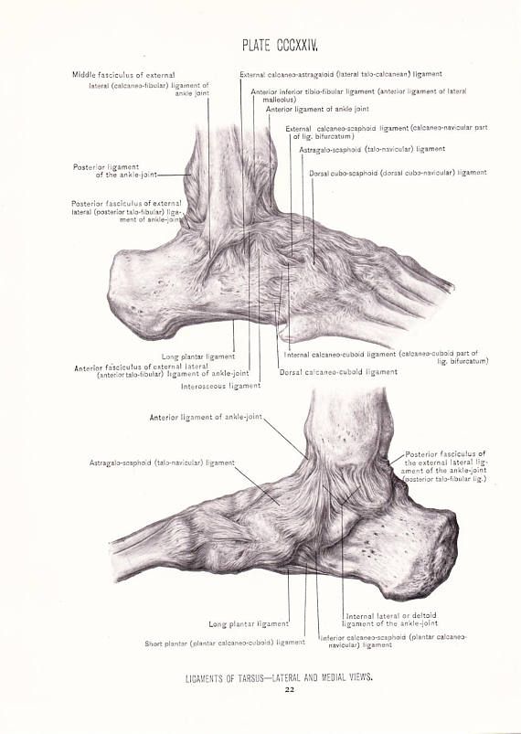 1926 Human Anatomy Print Ligaments Of Foot Tarsus Muscles Etsy Anatomy Art Human Anatomy Medical Anatomy