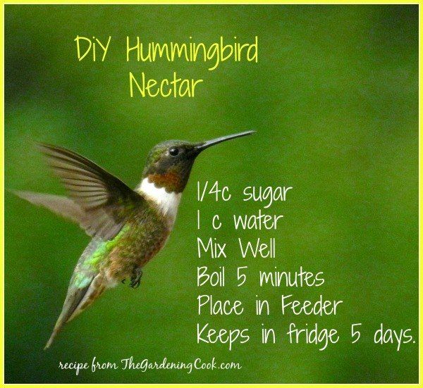 best 25 recipe for hummingbird nectar ideas on pinterest best 25 recipe for hummingbird nectar ideas on pinterest