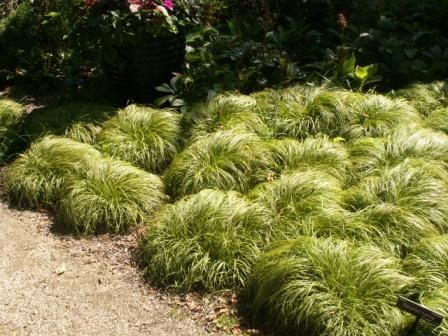 279 best Carex images on Pinterest Ornamental grasses, Garden - carex bronze reflection 279 best Carex images on Pinterest Ornamental grasses, Garden - carex bronze reflection