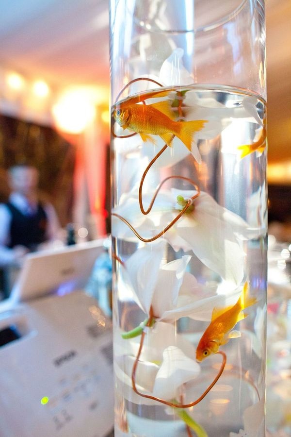 Wedding Centerpiece Goldfish : Best goldfish centerpiece ideas on pinterest fish