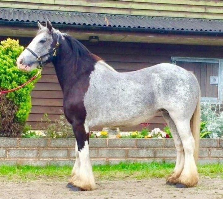 Horseaddict | Unusual horse, Rare horse colors, Rare horses
Rare Horse Colors And Markings