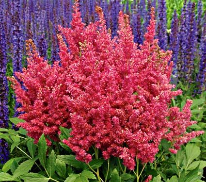 Shade Garden Ideas Zone 7 best 25+ deer resistant plants ideas on pinterest | deer resistant Shade Garden Ideas Zone 7 best 25+ deer resistant plants ideas on pinterest | deer resistant