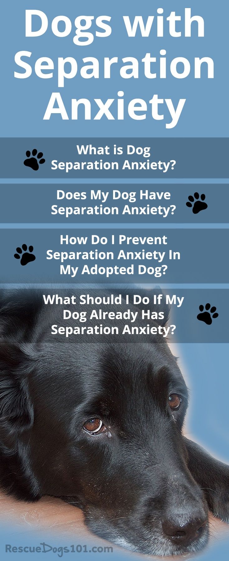 puppy separation anxiety solutions best 25 separation anxiety ideas on separation anxiety disorder puppy separation anxiety solutions best 25 separation anxiety ideas on separation anxiety disorder