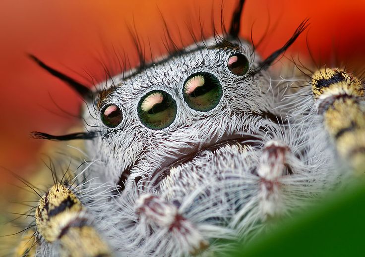 - Adult T-Shirt XL ts_319047 Insects Macro Photograph of a Baby Praying Mantis on a Shepherd Hook 3dRose Stamp City - Adult T-Shirt XL ts_319047 Insects Macro Photograph of a Baby Praying Mantis on a Shepherd Hook 3dRose Stamp City
