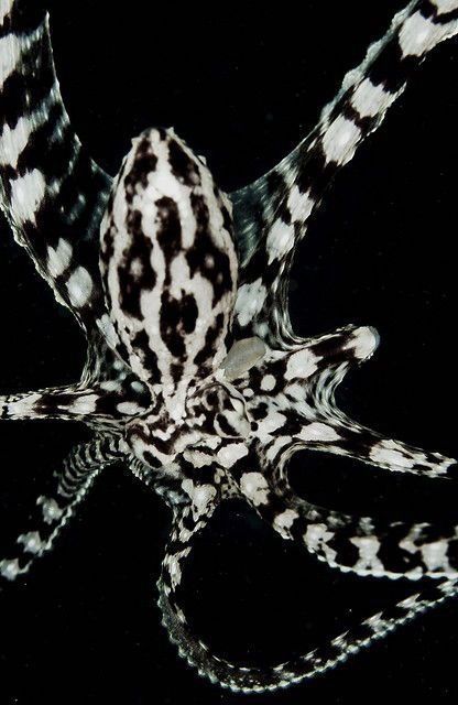 Are spiders and octopuses related?