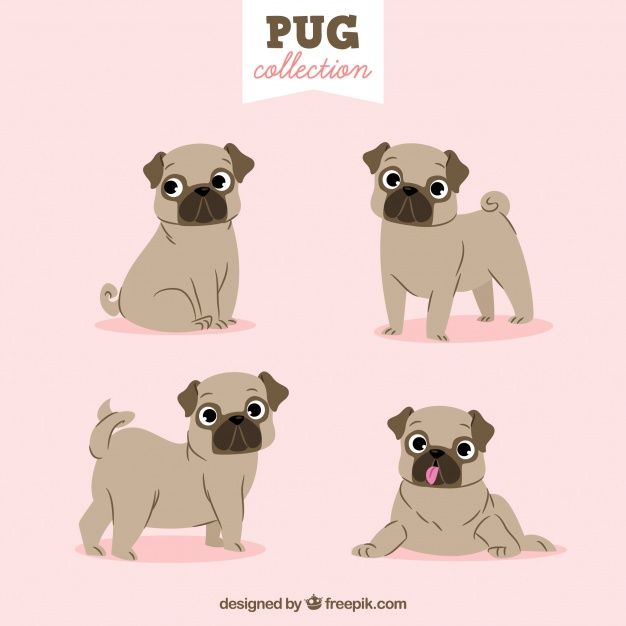 Download Lovely Pug Collection For Free Pugs Happy Pug Cute Pugs