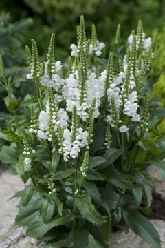 131 Best The Garden Images On Pinterest Crystal Peak Obence Plant Seeds Garden Perennial