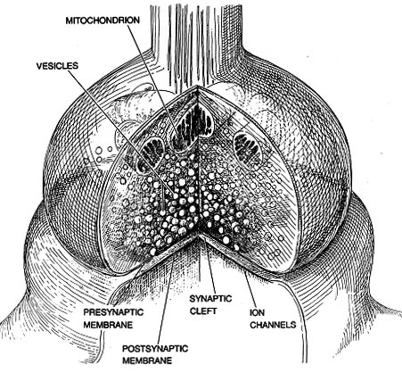 Phenergan Suppository Onset