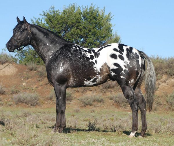 Definition Of Stallion Ring Definition Of Stallion Ring