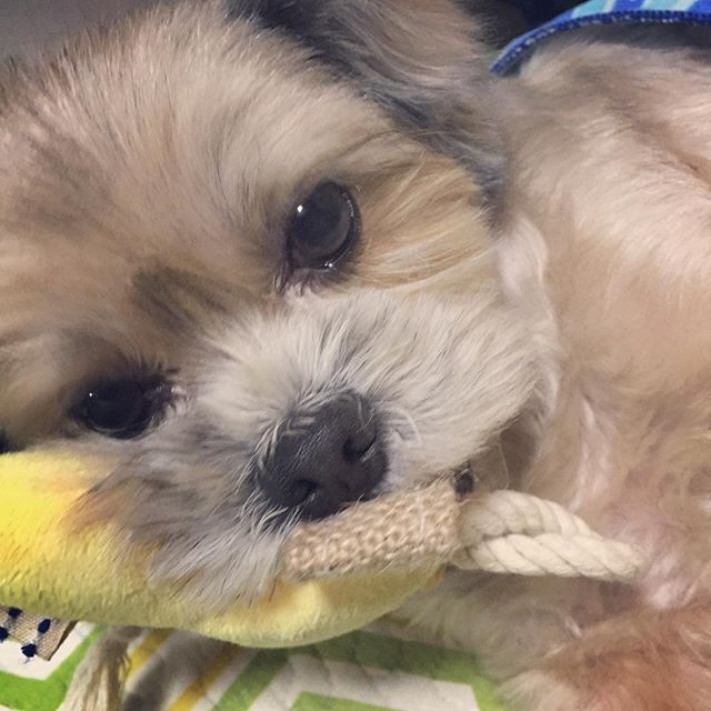 かじかじちぃ ちぃ たまらん ちぃ 犬 トイプードル シーズー ミックス犬 ミックス シープー 愛犬 いぬ わんこ ワンコ Chii Dog Toypoodle Shihtzu Shihpoo Wanko いんすたどっぐ いぬす Puppies Animals Shih Poo かじかじちぃ ちぃ たまらん ちぃ 犬 トイプードル シーズー ミックス犬 ミックス シープー 愛犬 いぬ わんこ ワンコ Chii Dog Toypoodle Shihtzu Shihpoo Wanko いんすたどっぐ いぬす Puppies Animals Shih Poo