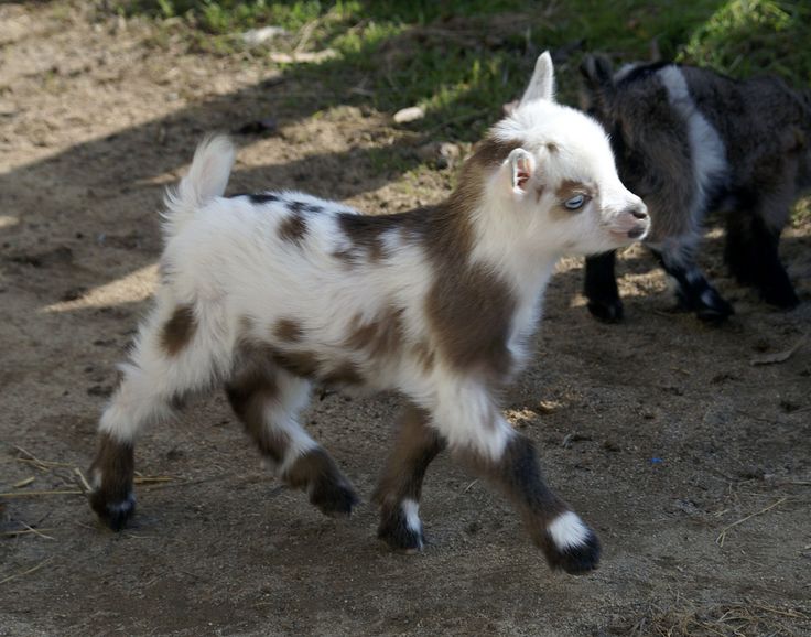 9 Meilleures Idees Sur Bebe Chevres Naines Bebe Chevre Bebes Animaux Mignons Bebes Animaux 9 Meilleures Idees Sur Bebe Chevres Naines Bebe Chevre Bebes Animaux Mignons Bebes Animaux