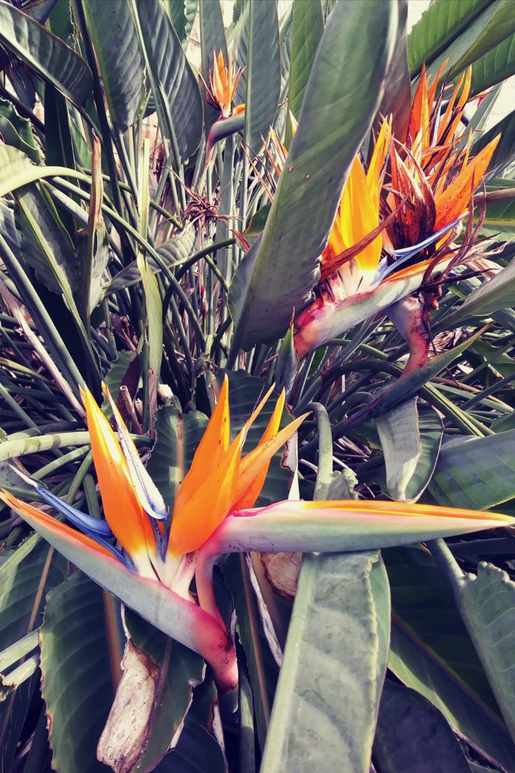 Bird of Paradise in 2020 | Birds of paradise, Tropical colors, Bird