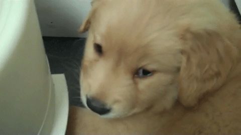 my puppy has hiccups best 25 tiny puppies ideas on baby puppies puppies and teacup puppies my puppy has hiccups best 25 tiny puppies ideas on baby puppies puppies and teacup puppies