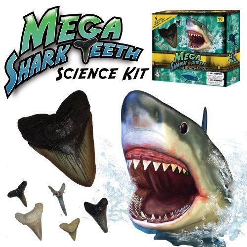 Chubby shark ancient teeth Bear cute gay