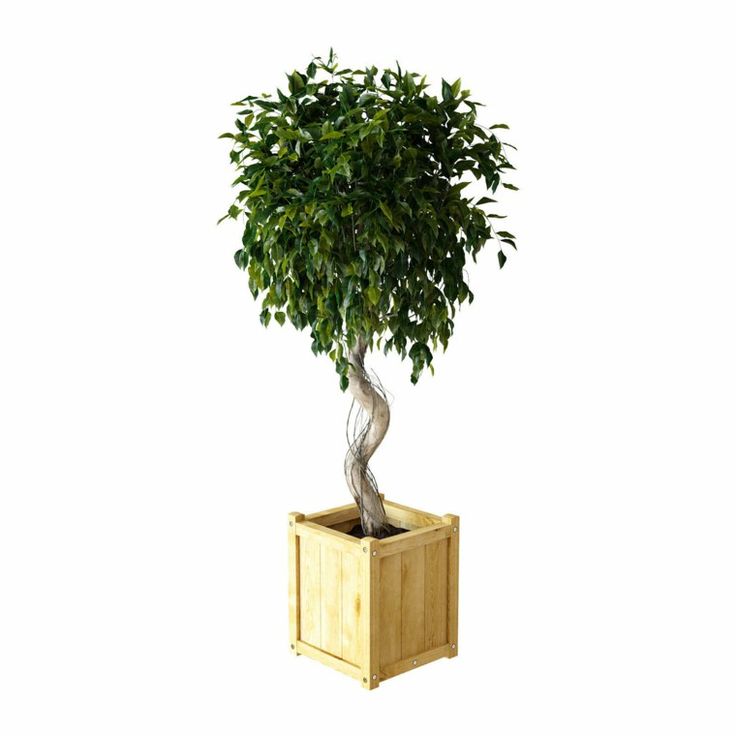 Лучшие домашние деревья для вашей квартиры Ficus, Ficus tree indoor, Indoor fig