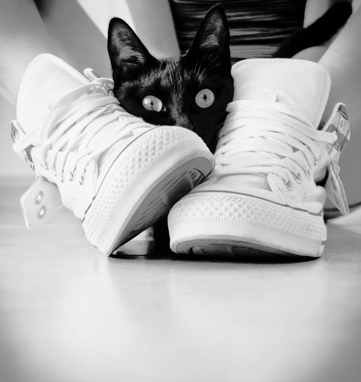 Converse Cons Black Cats Converse Cons Black Cats