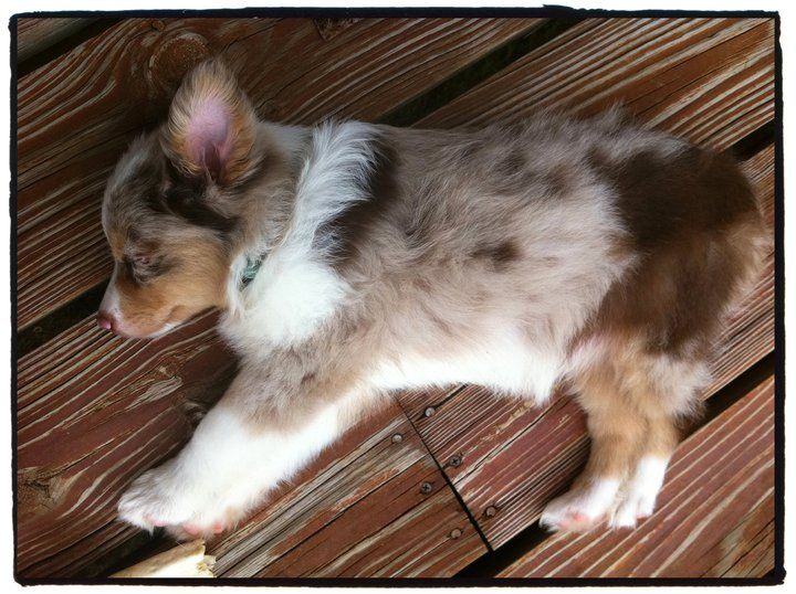mini australian shepherd 7 months old best 25 aussie dogs ideas on pinterest mini aussie mini aussie mini australian shepherd 7 months old best 25 aussie dogs ideas on pinterest mini aussie mini aussie