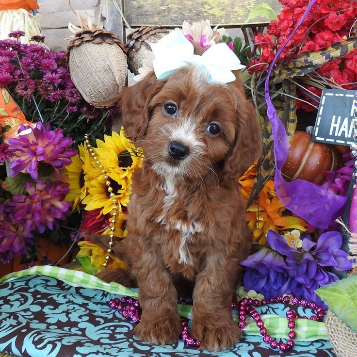 cavapoo puppies breeders best 25 cavapoo puppies for sale ideas on cavapoo for sale spaniels for cavapoo puppies breeders best 25 cavapoo puppies for sale ideas on cavapoo for sale spaniels for
