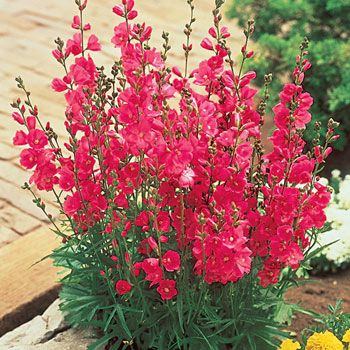 Brilliant Miniature Hollyhock 36 48 Zone 4 9 Soft Maple Shrubs Brilliant Miniature Hollyhock 36 48 Zone 4 9 Soft Maple Shrubs Perenniels Pinterest Garden Perennials And