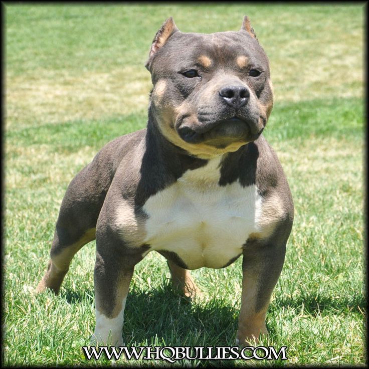 chagne pitbull puppies chagne tri color pitbull puppies for sale 28 images iduu963pav pitbulls for sale chagne pitbull puppies chagne tri color pitbull puppies for sale 28 images iduu963pav pitbulls for sale