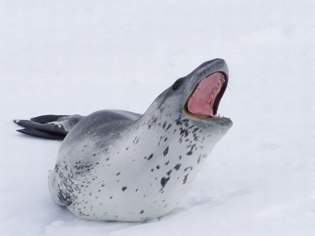 Leopard Seal Vs Walrus