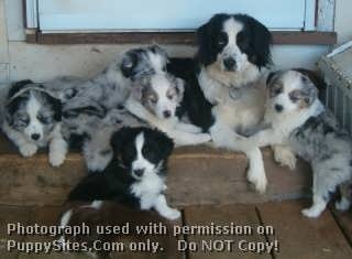 lazy d ranch australian shepherds 23 best miniature australian shepherd dogs u0026 puppies images on lazy d ranch australian shepherds 23 best miniature australian shepherd dogs u0026 puppies images on