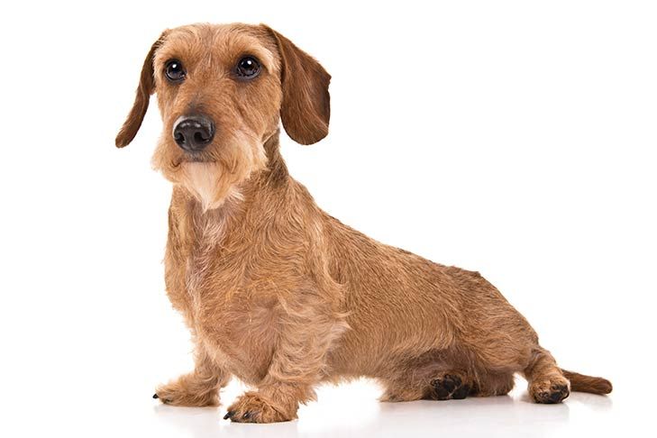 Top 13 Small Sized Dog Breeds For Families And Kids Dachshund
