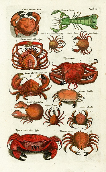 Jonston Fish Prints Shell Crab Lobster Jonston Fish Prints Shell Crab Lobster Jellyfish Sea 1767 Pinterest And Print