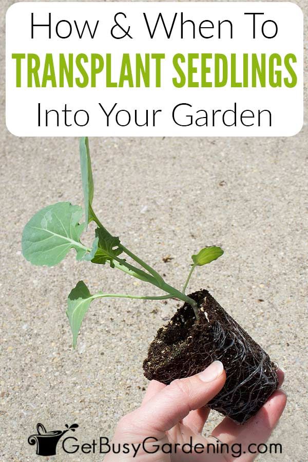 When to transplant corn seedlings