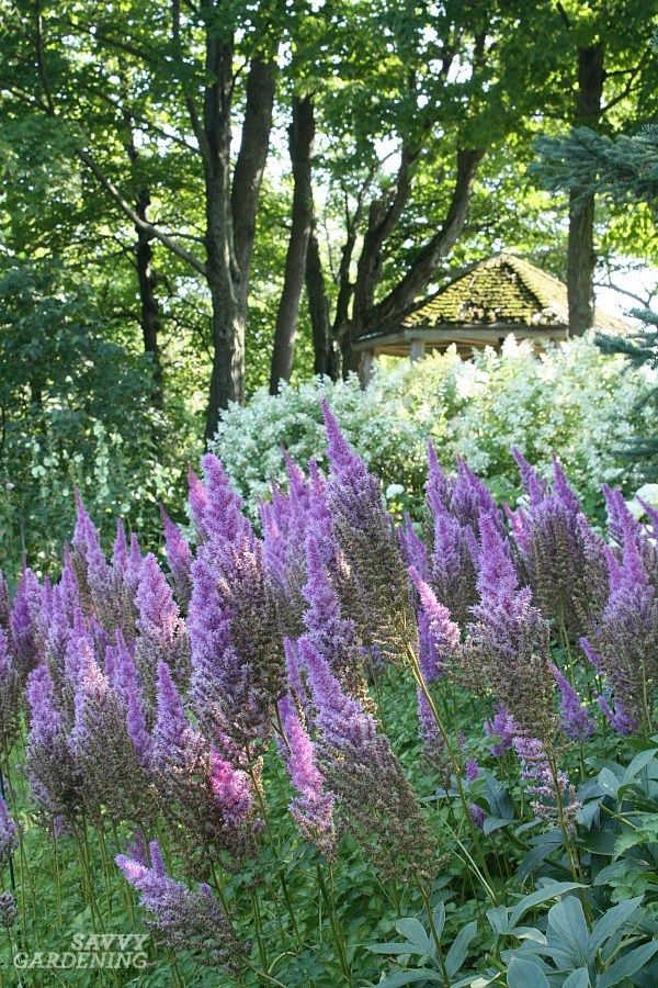 Shade Loving Perennial Flowers 15 Beautiful Choices For Your