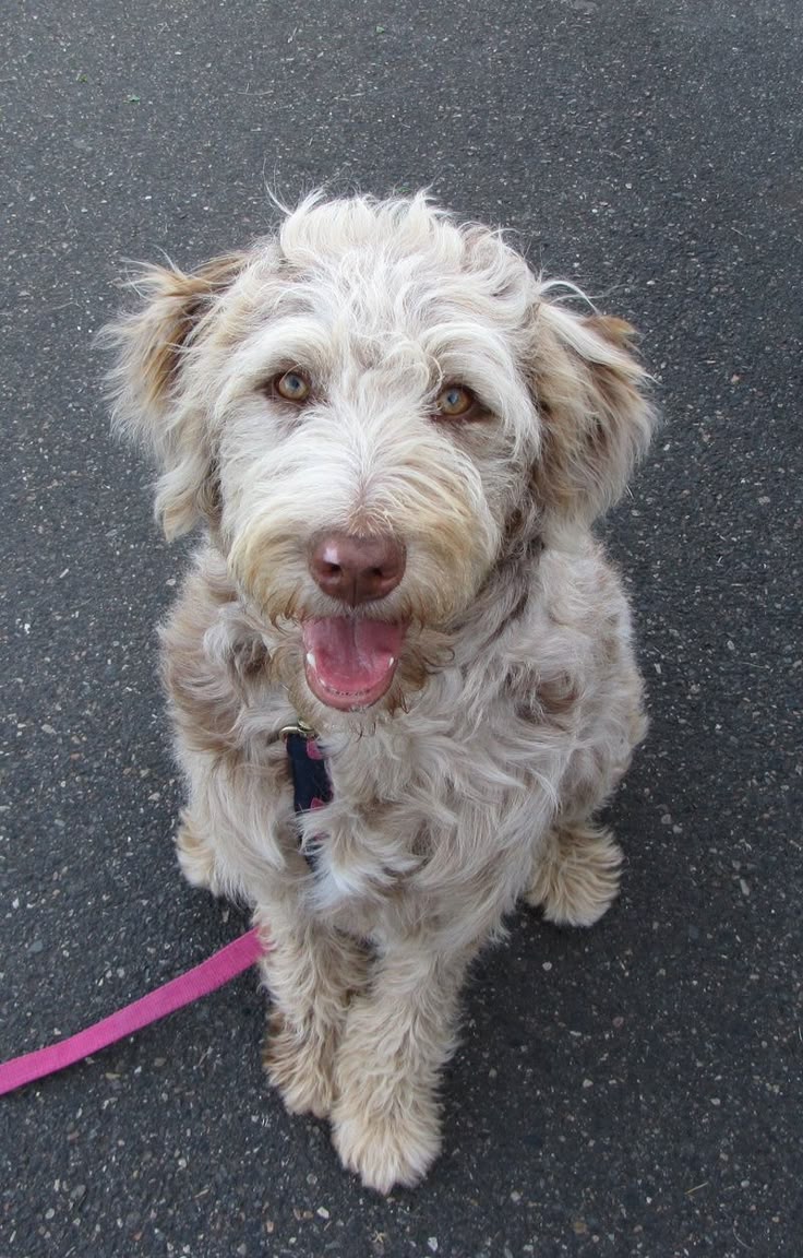 australian shepherd westminster 2016 best 25 australian shepherd poodle mix ideas on pinterest toy australian shepherd westminster 2016 best 25 australian shepherd poodle mix ideas on pinterest toy