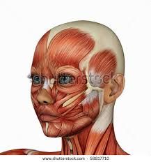 muscles of the face