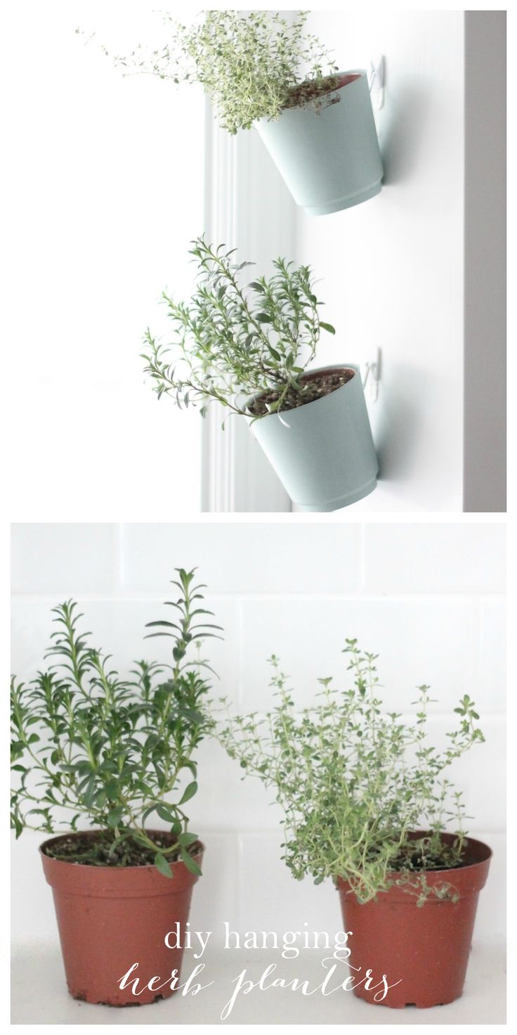25+ best hanging herb gardens ideas on pinterest | kitchen herbs 25+ best hanging herb gardens ideas on pinterest | kitchen herbs