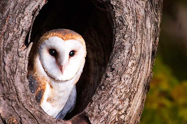 Get to know the six mostcommon owls in North America like barn and