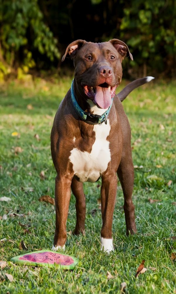 Pitbull Training Reasons Why You Should Train Your Pitbull