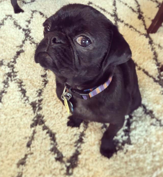Abandoned Hairless Pug Gets Another Chance After A Dramatic