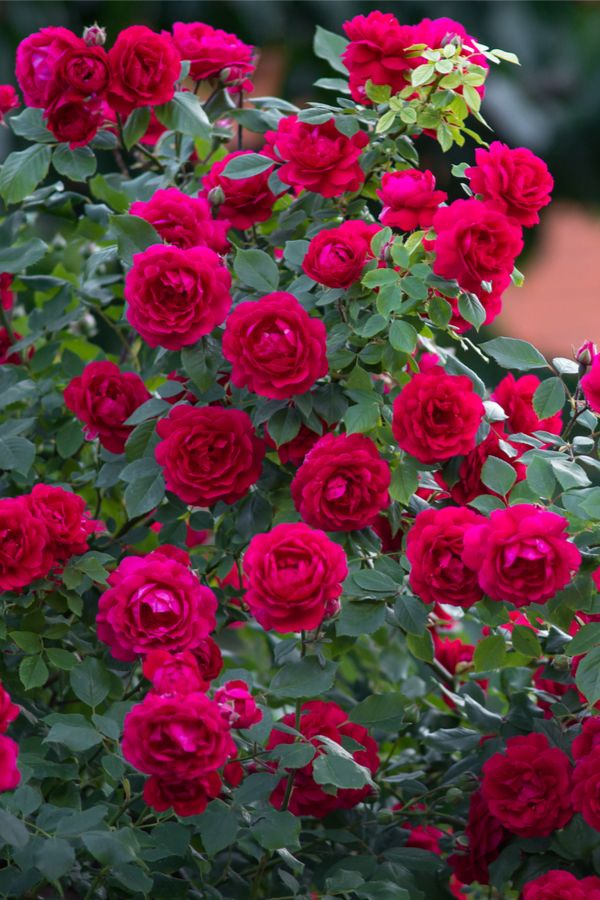 What plants like rose fertilizer